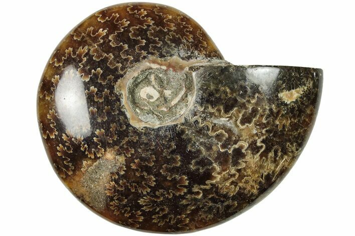 Polished Ammonite (Cleoniceras) Fossil - Madagascar #205088